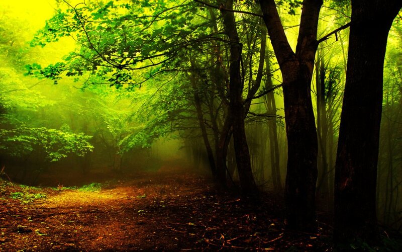 Forest Path in Mist — Green, Mysterious