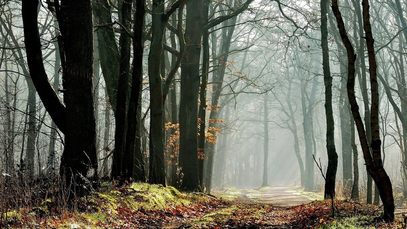 Forest Path in Mist — Green, Serene, Autumn