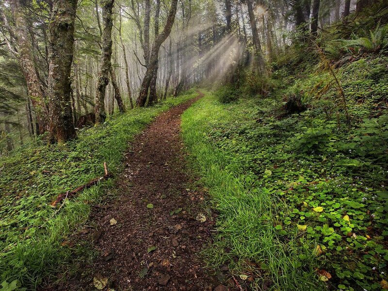 Forest Path in Mist — Green, Serene, Morning, Photograph