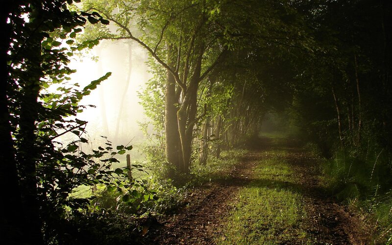 Forest Path in Mist — Green, Serene, Morning, Photograph, Trees, Fog, Brown, White
