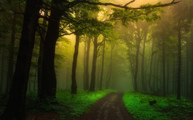 Forest Path in Mist — Green, Serene, Morning, Photograph, Trees, Fog, Sunlight