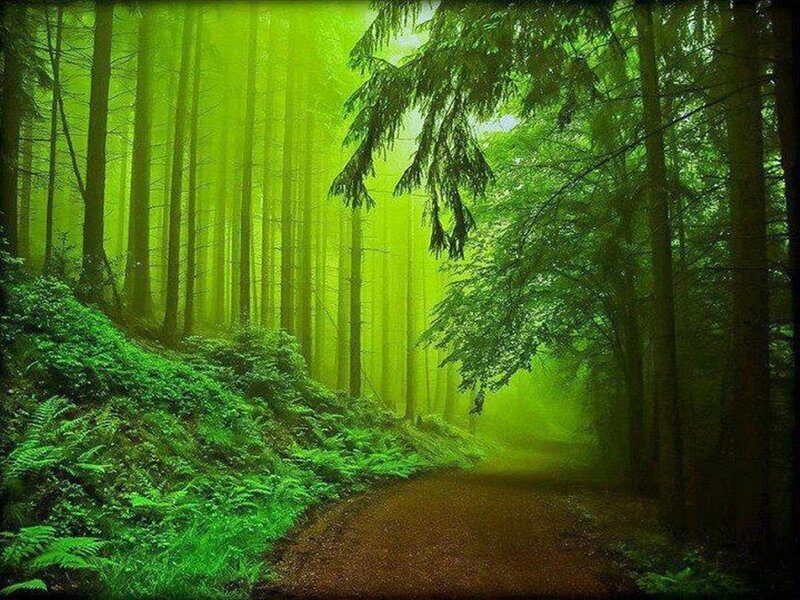 Forest Path in Mist — Green, Serene, Morning, Photograph, Trees, Fog