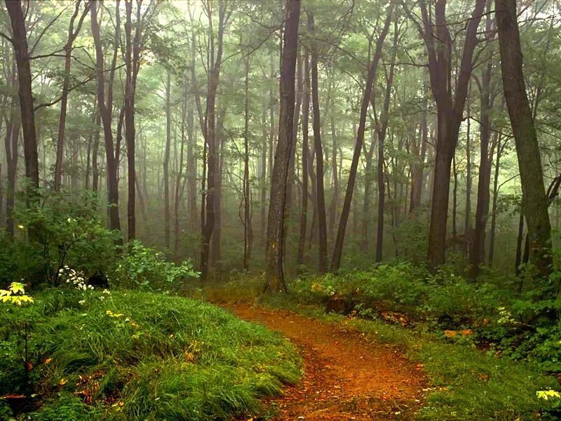 Forest Path in Mist — Green, Serene, Morning, Photograph, Trees, Grass, Moss