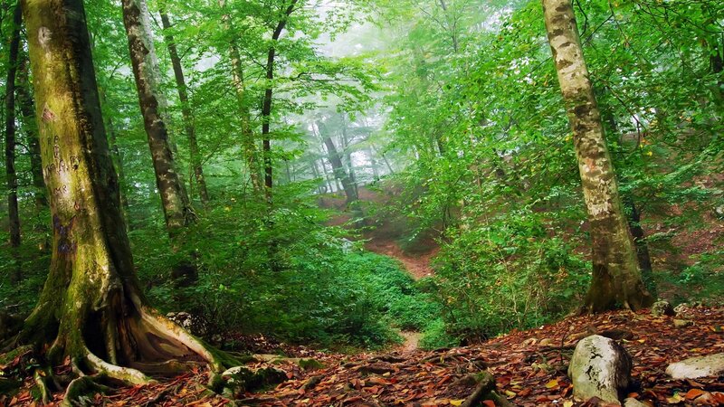 Forest Path in Mist — Green, Serene, Morning, Photograph, Trees, Moss, Leaves, Rocks