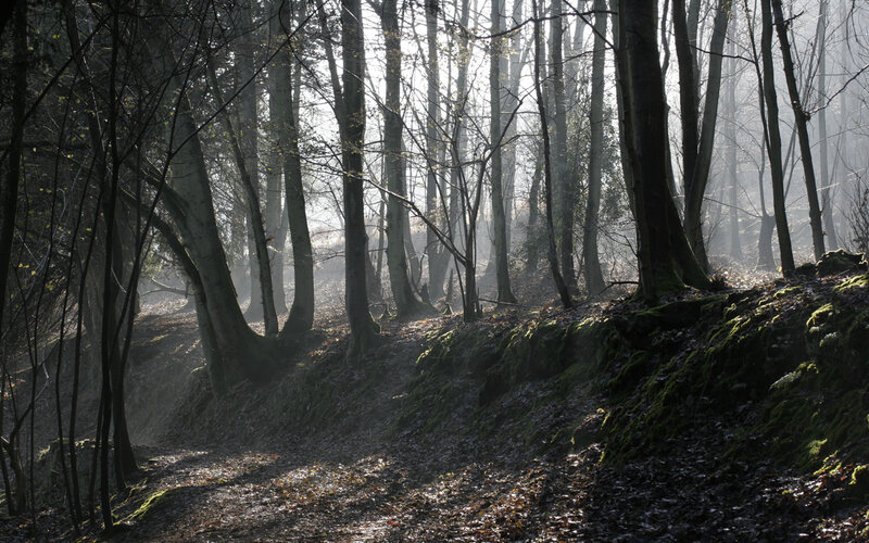 Forest Path in Mist — Green, Serene, Morning, Photograph, Trees, Moss, Leaves, Sunlight