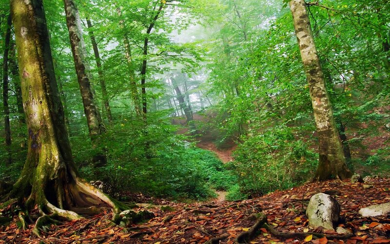 Forest Path in Mist — Green, Serene, Morning, Photograph, Trees, Moss, Leaves