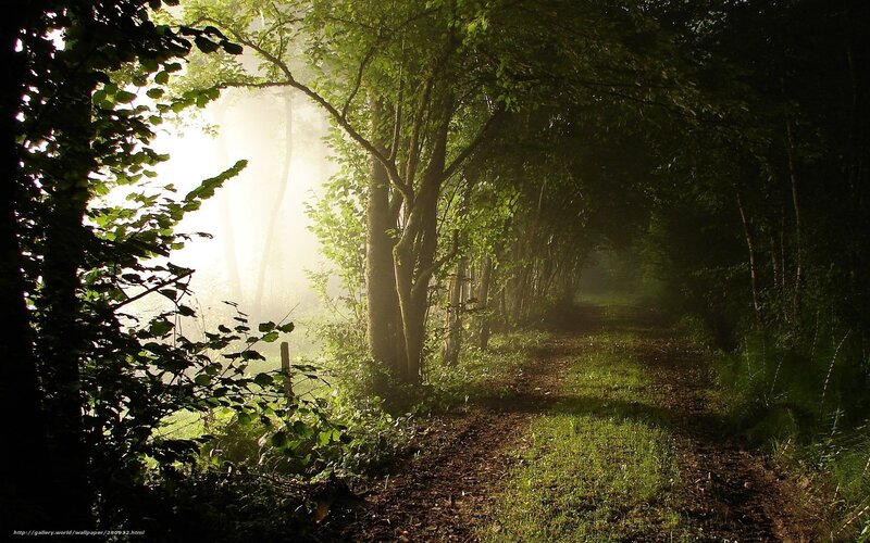 Forest Path in Mist — Green, Serene, Morning, Photograph, Trees, Sunlight, Fog