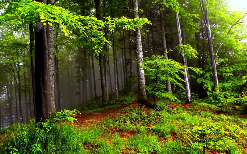 Forest Path in Mist — Green, Serene, Morning, Photograph, Trees