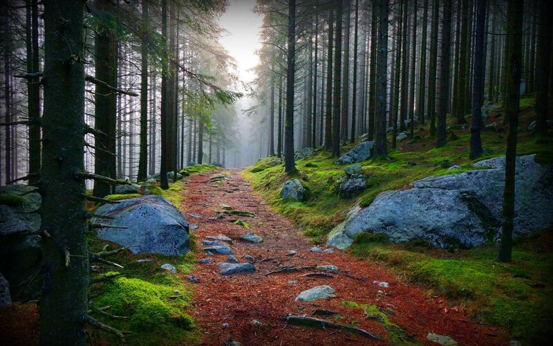 Forest Path in Mist — Green, Serene, Morning