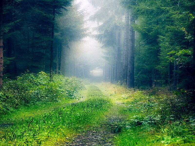 Forest Path in Mist — Green, Serene