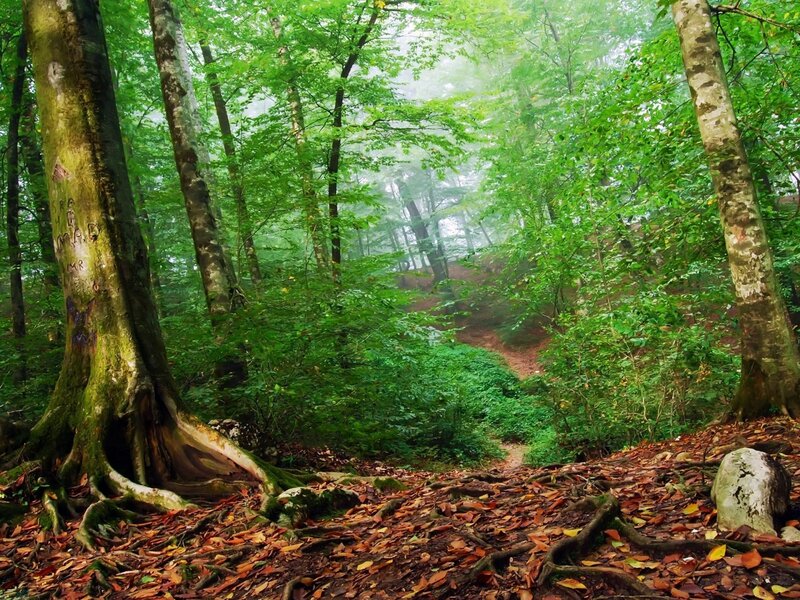 Forest Path in Mist — Green
