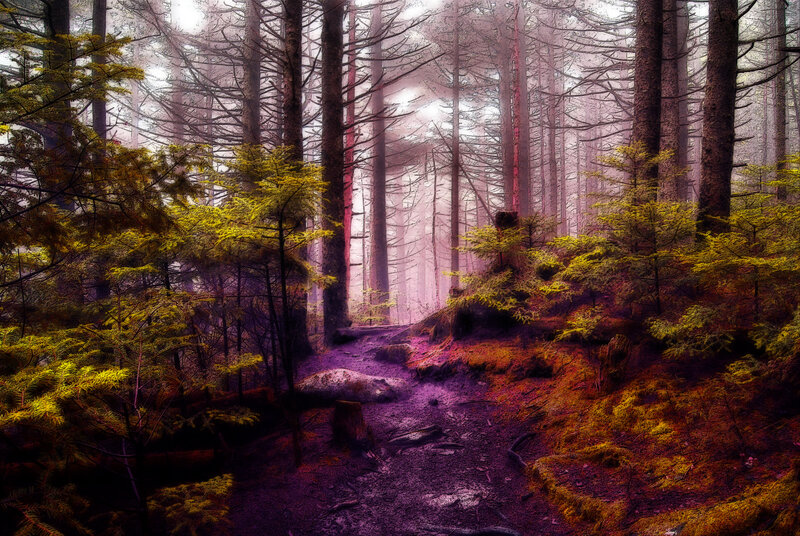 Forest Path in Mist — Purple