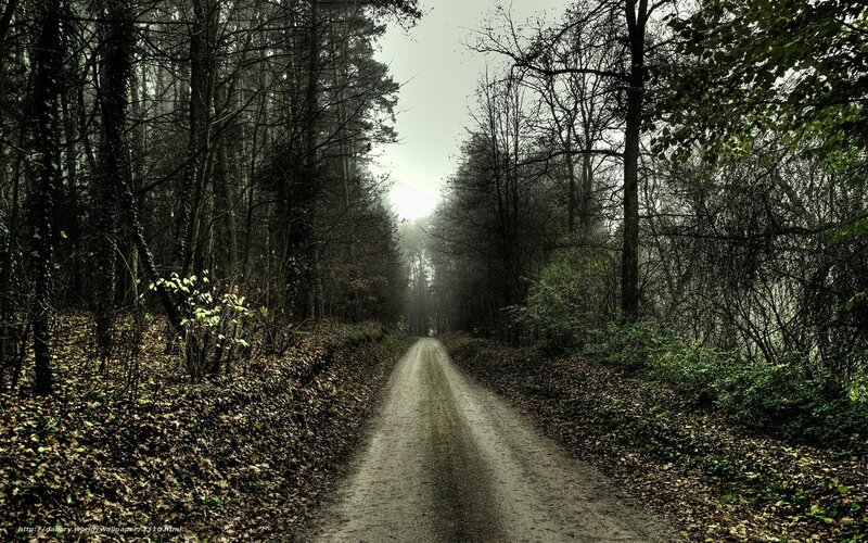 Forest path in mist