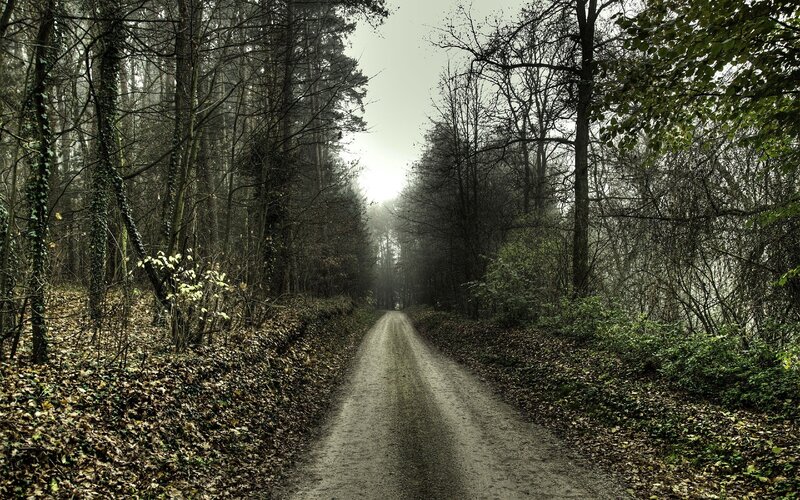 forest path in misty light