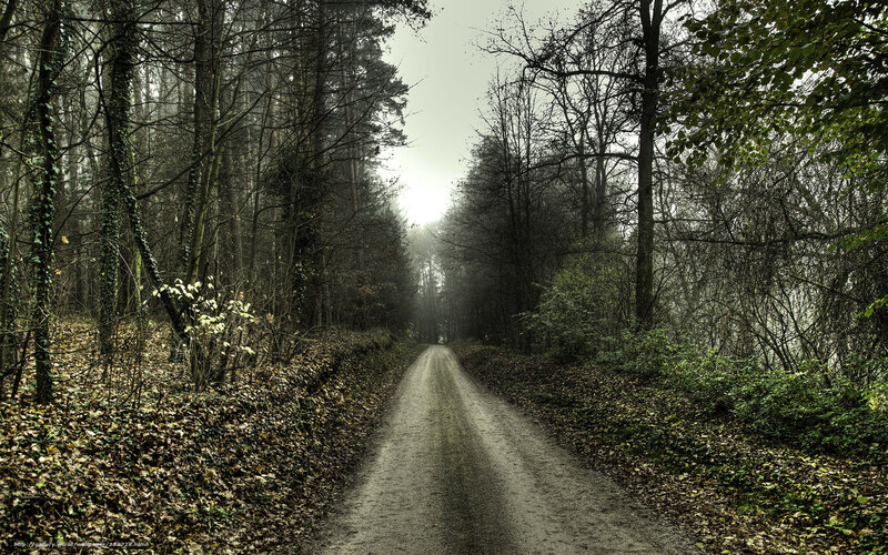 Forest path in misty light