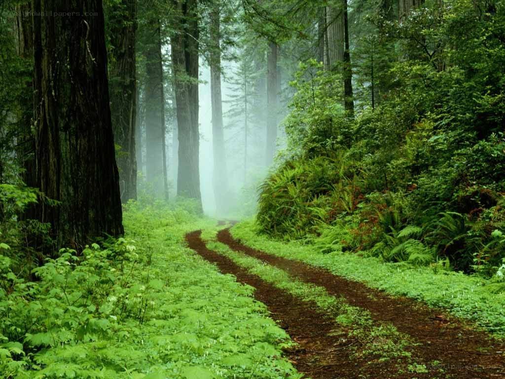 Forest path in misty morning