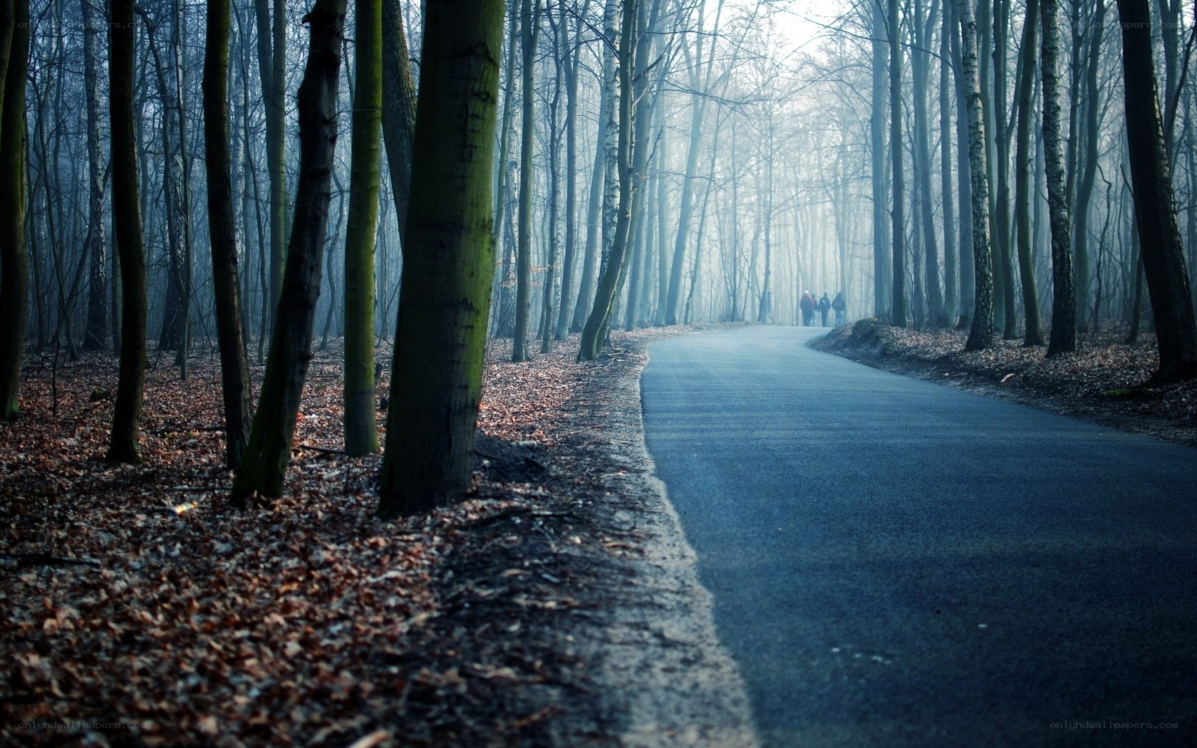 Forest path in misty morning