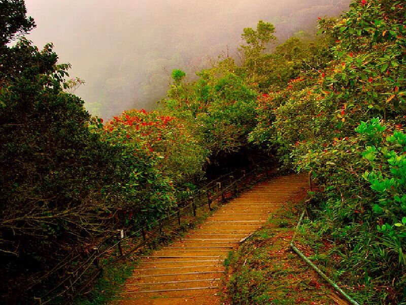 Forest path in misty mountains