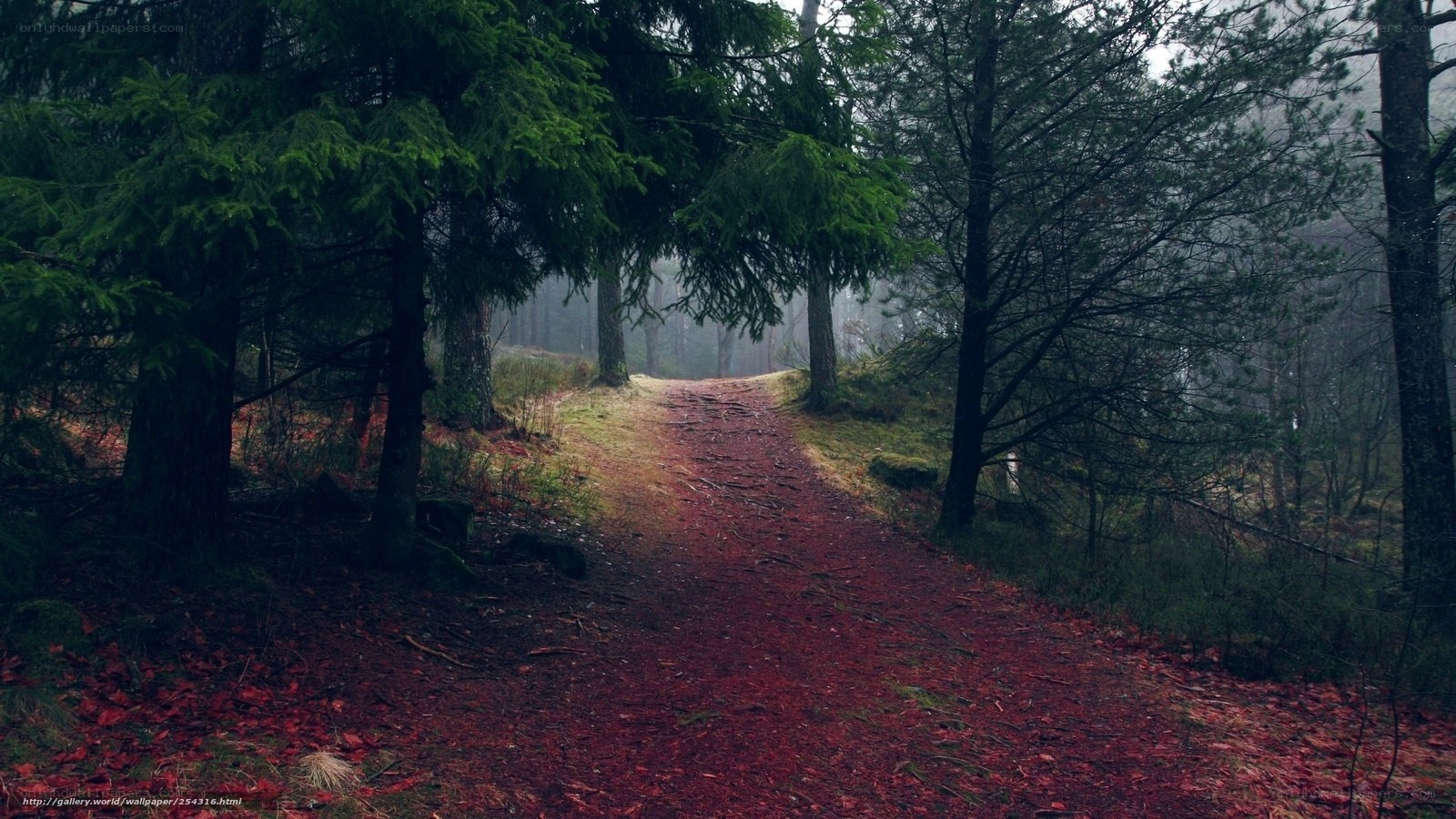 Forest path in misty woods