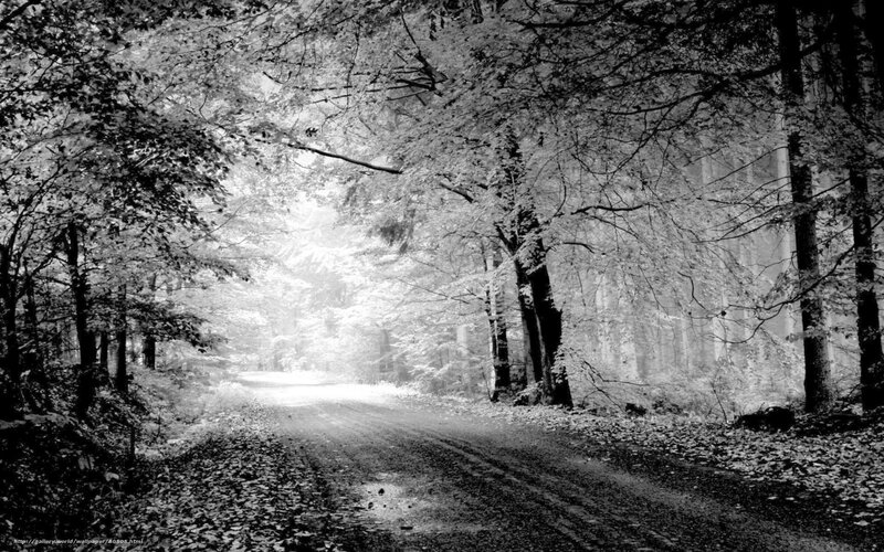 Forest path in monochrome
