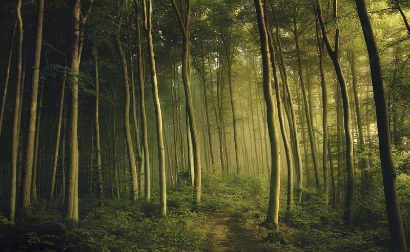 Forest Path in Morning — Green, Serene, Photograph