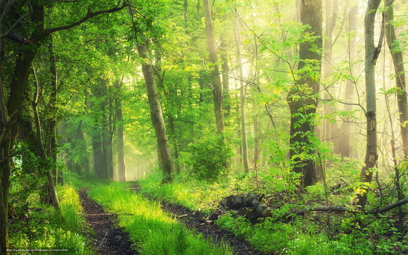 Forest Path in Morning — Green, Serene