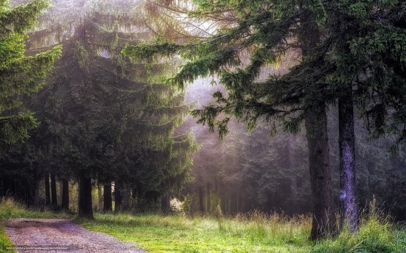 Forest Path in Morning — Green