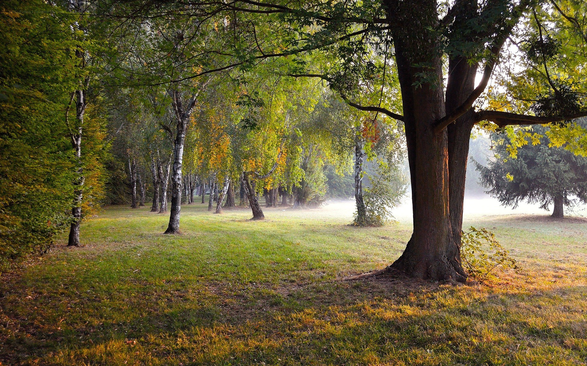 Forest path in morning light