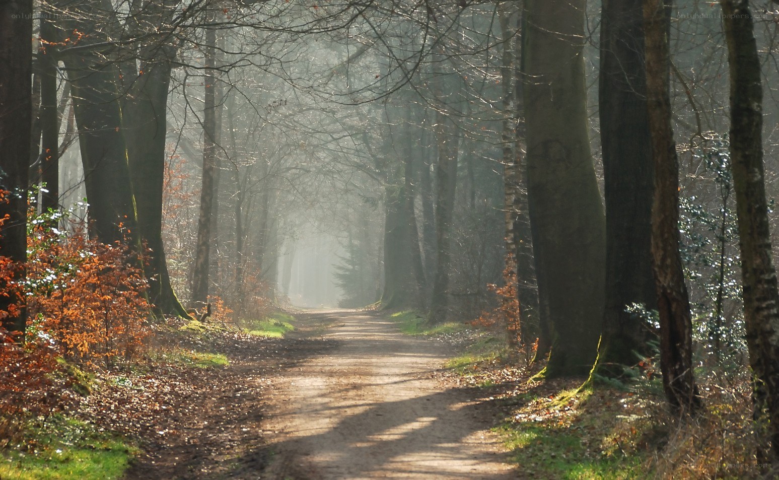 Forest path in morning mist