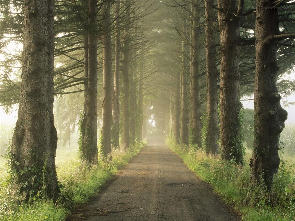 Forest path in morning mist