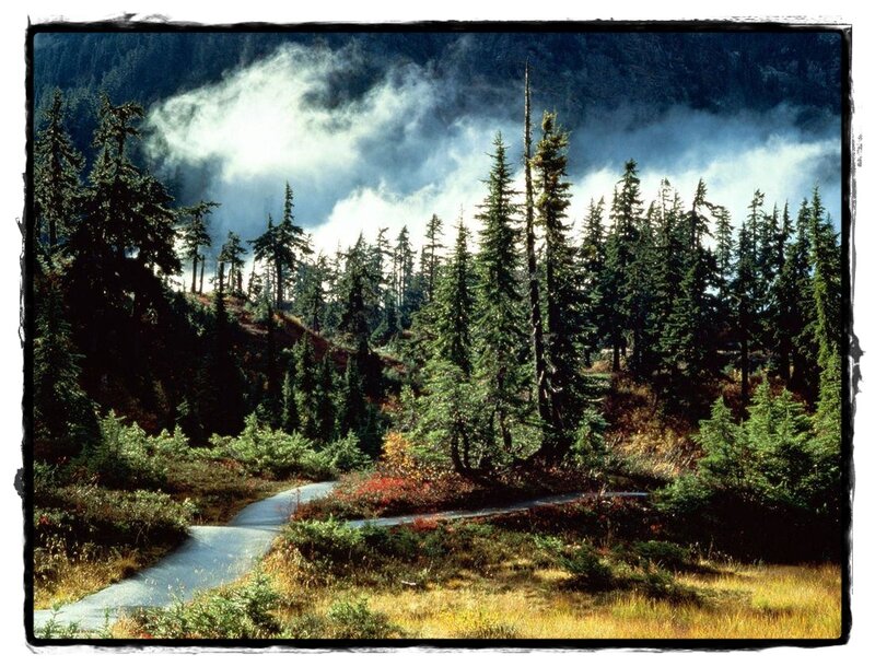 Forest Path in Mountains — Green