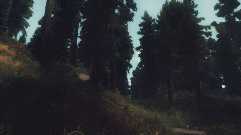 Forest Path in Pine Trees