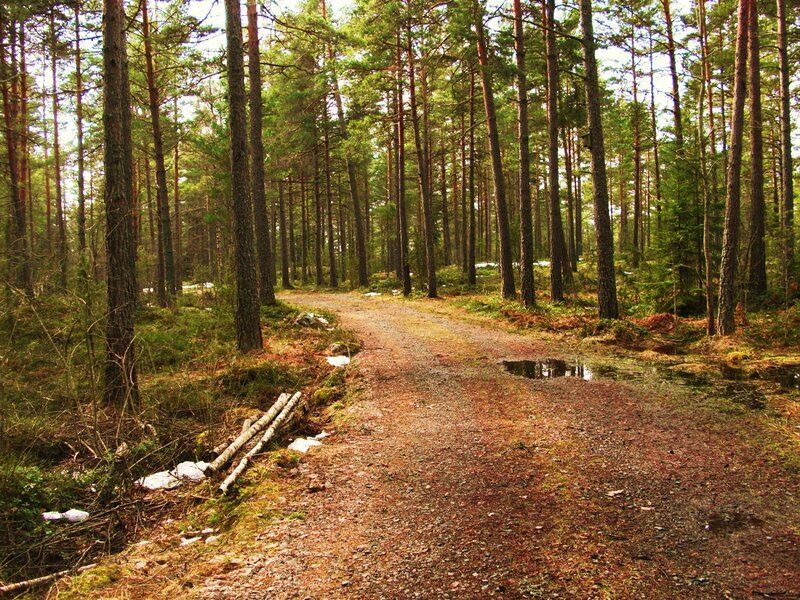 Forest path in pine woods