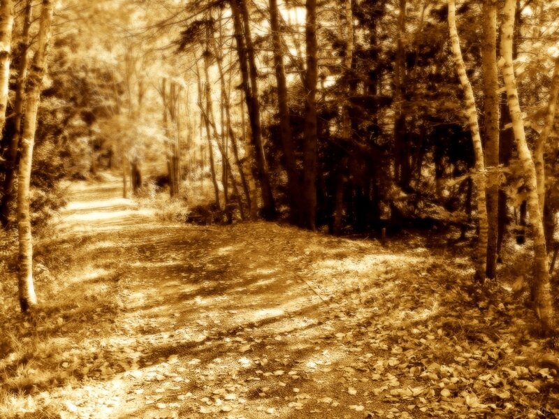 Forest path in sepia tones