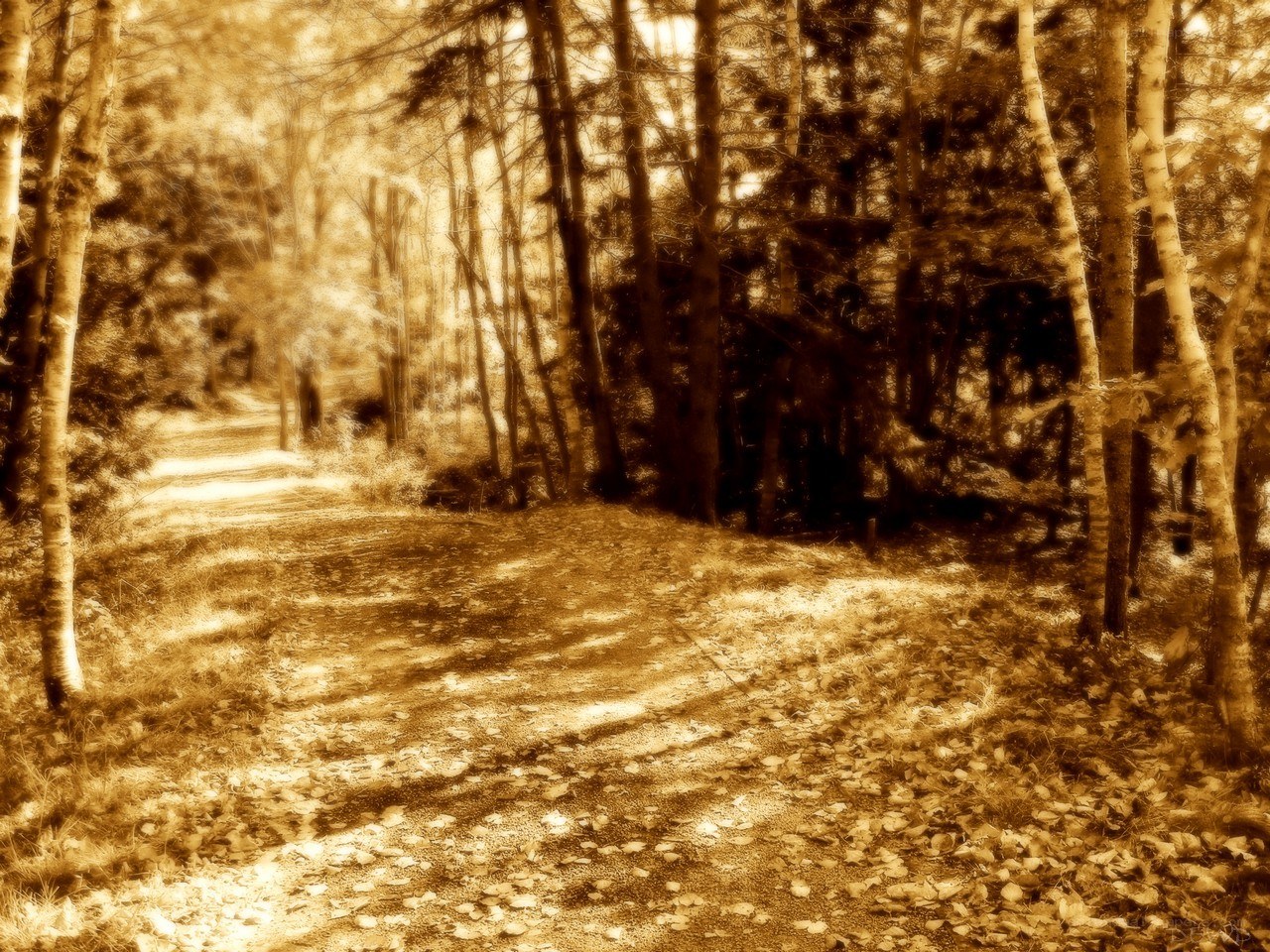 Forest path in sepia tones