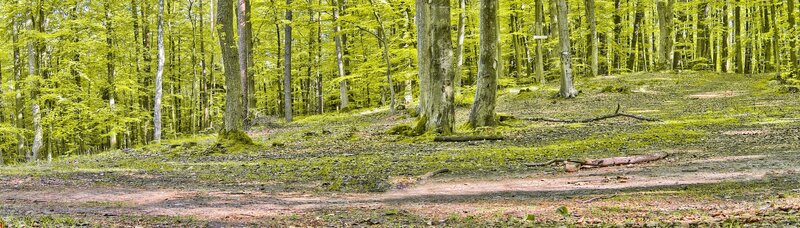 Forest path in spring