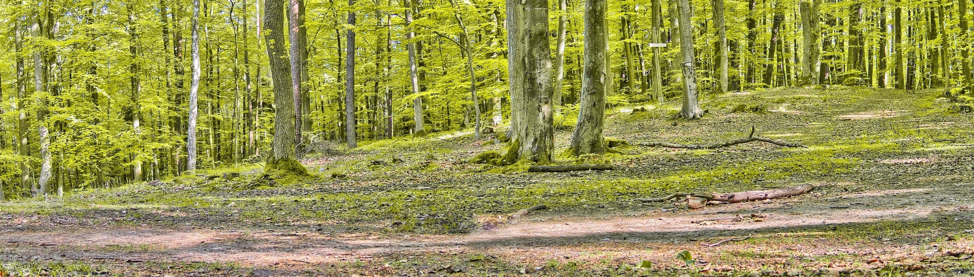 Forest path in spring