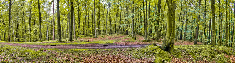 Forest path in spring