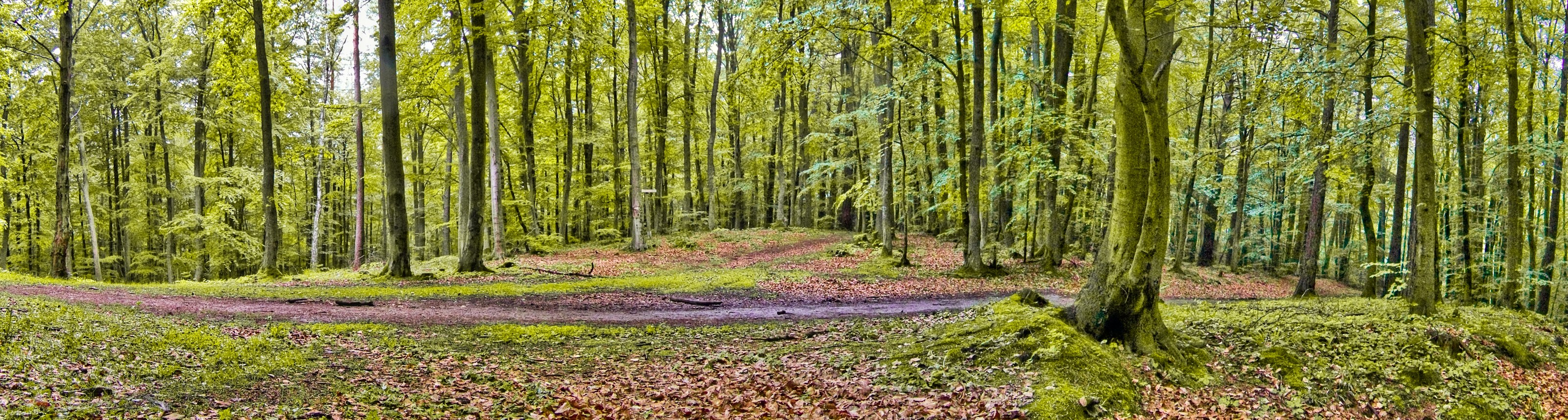 Forest path in spring