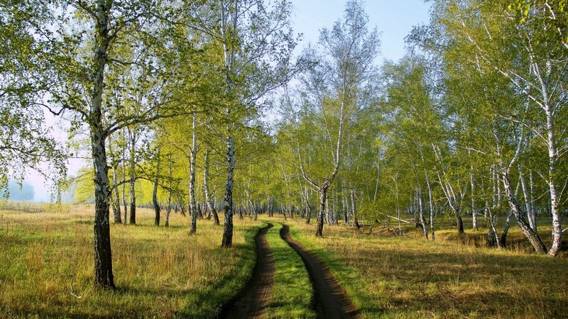 Forest path in spring