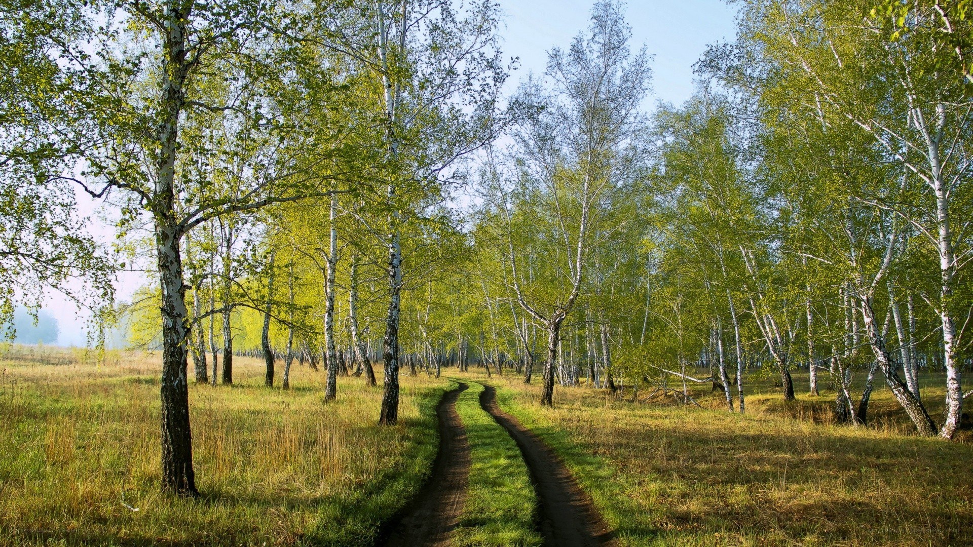 Forest path in spring