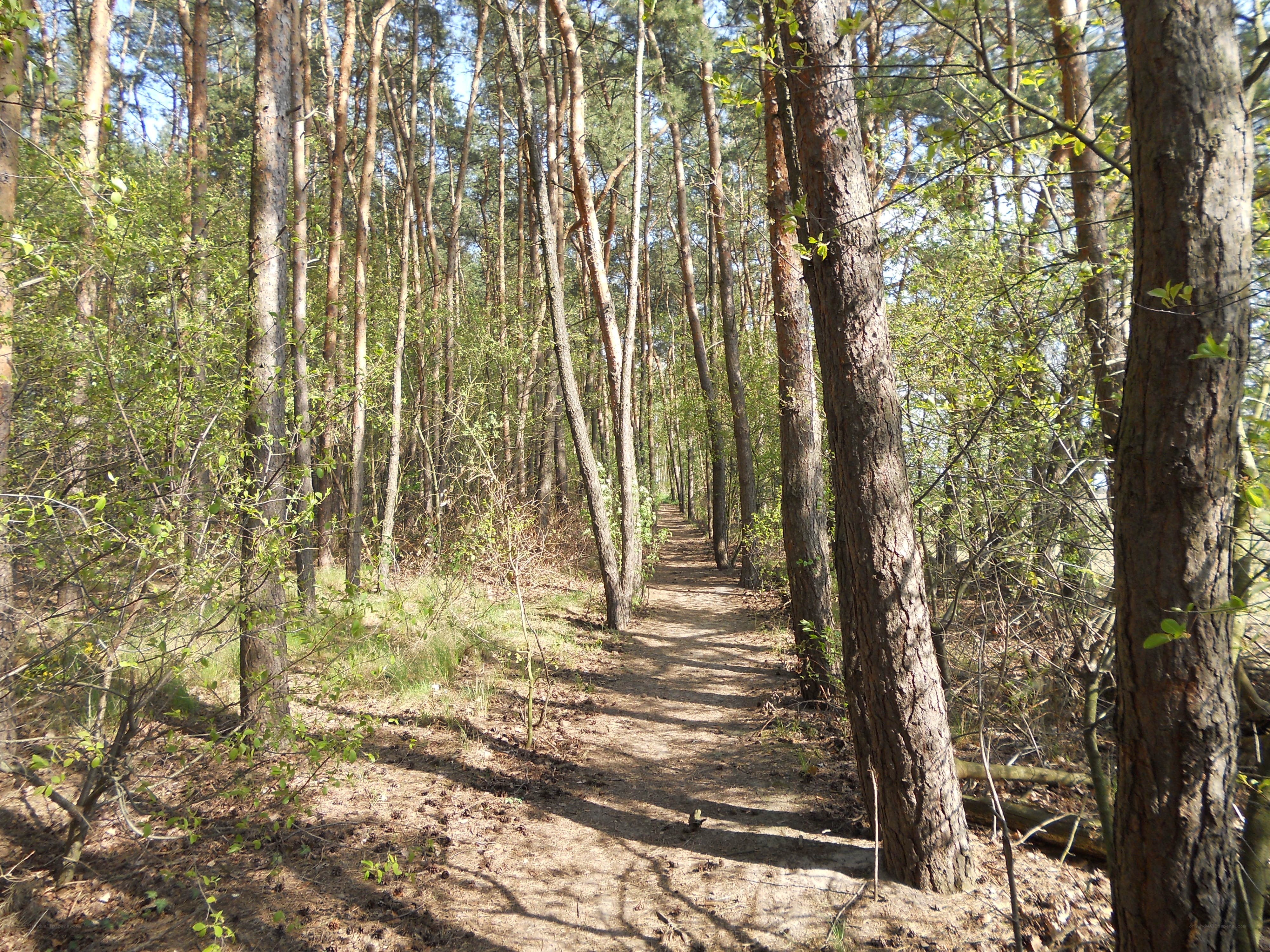 Forest path in spring