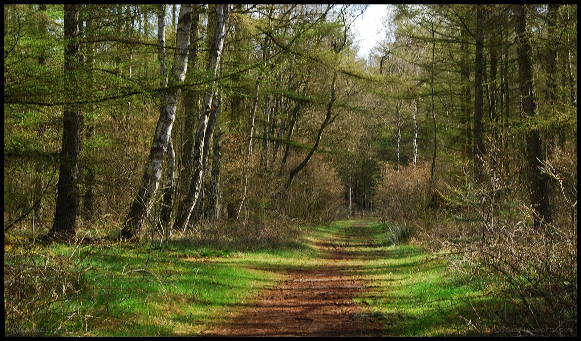 Forest path in spring