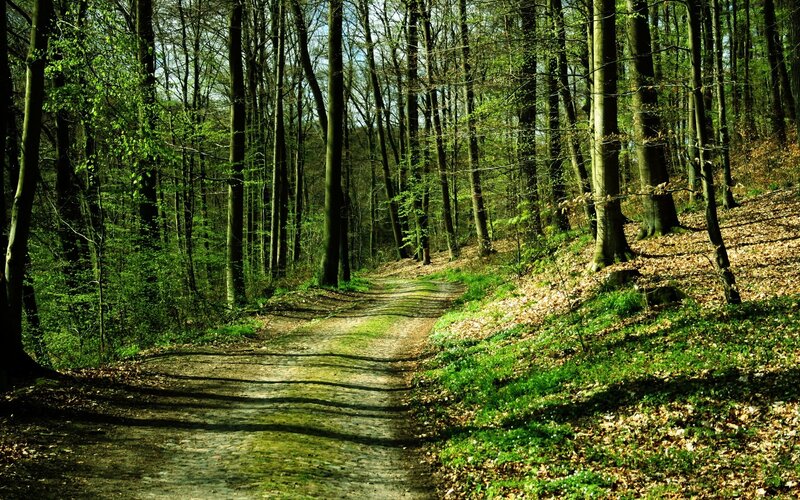 Forest path in spring