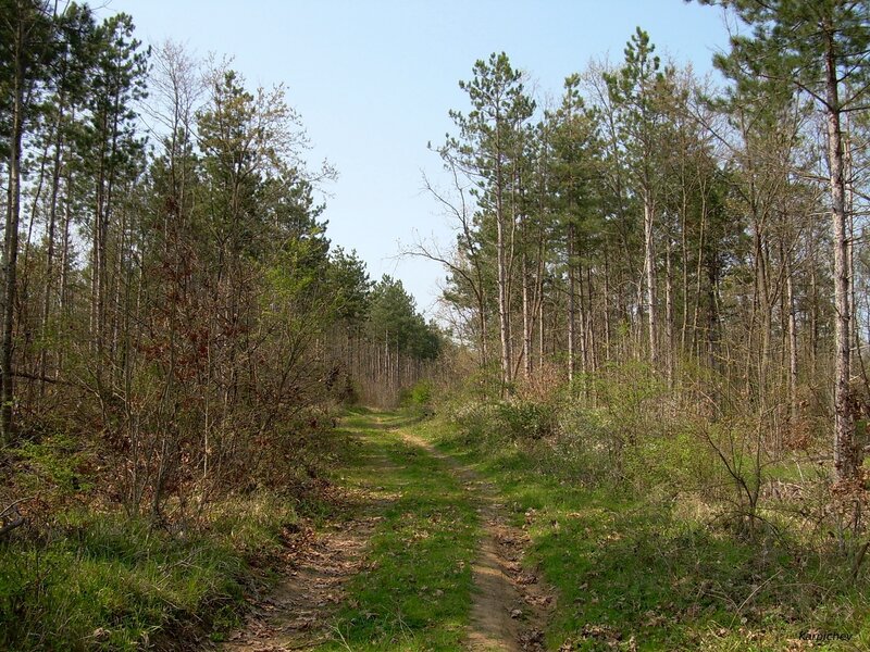 Forest path in spring