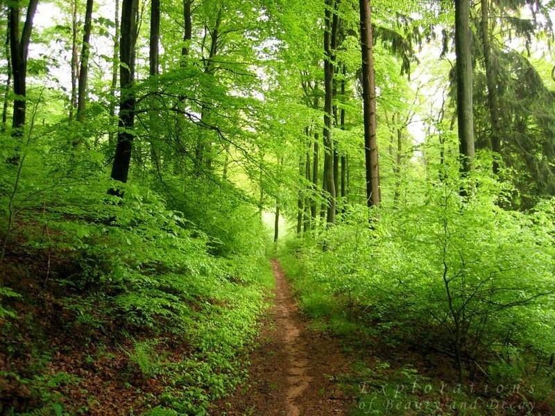 Forest path in spring