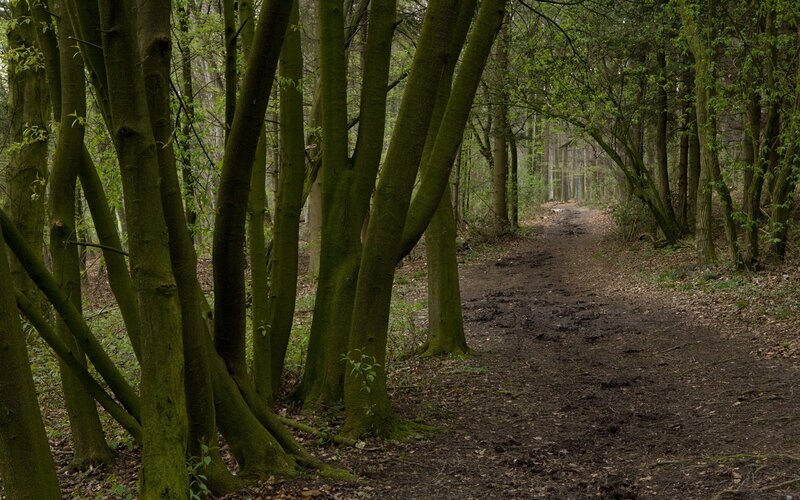 Forest path in spring