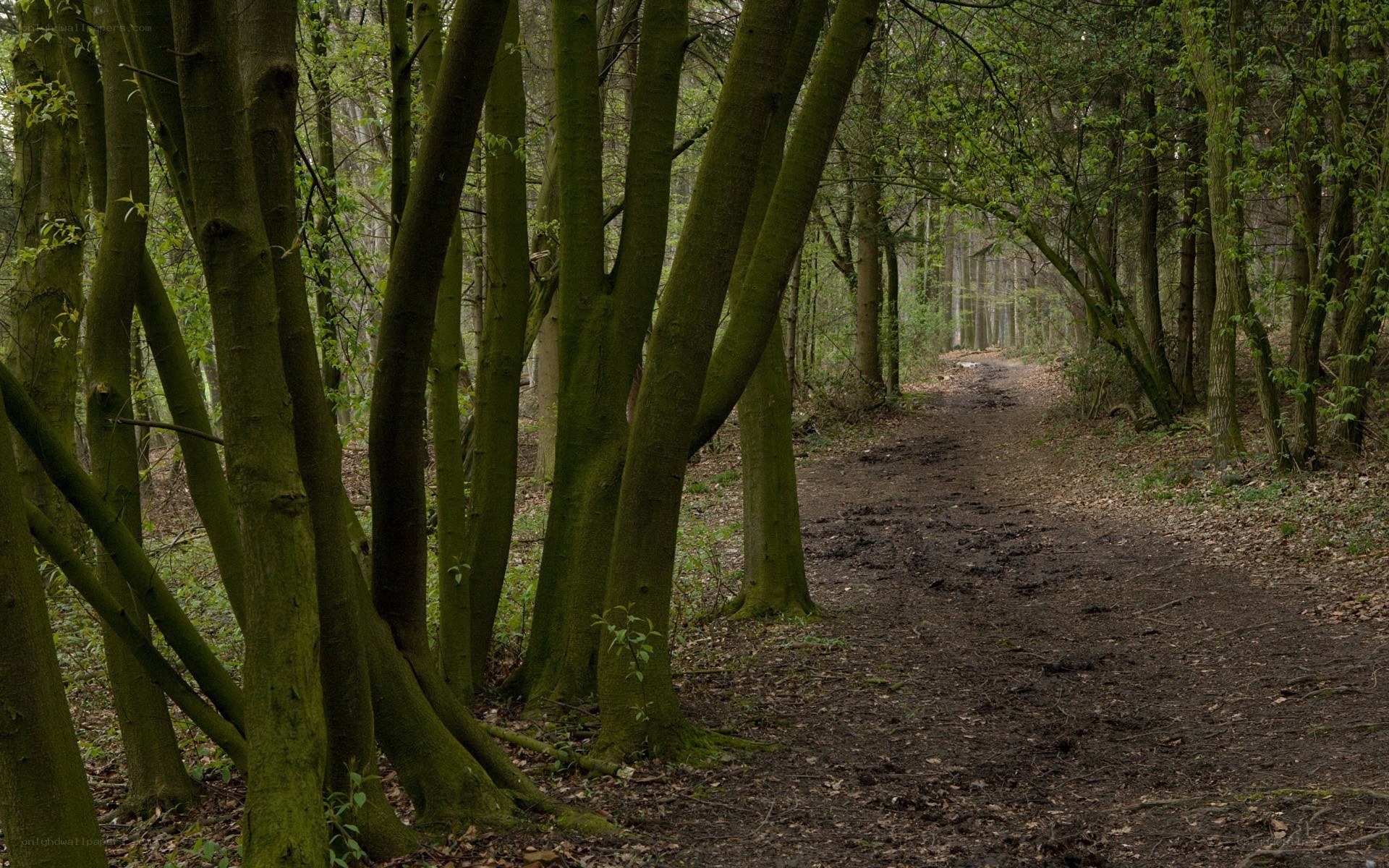 Forest path in spring