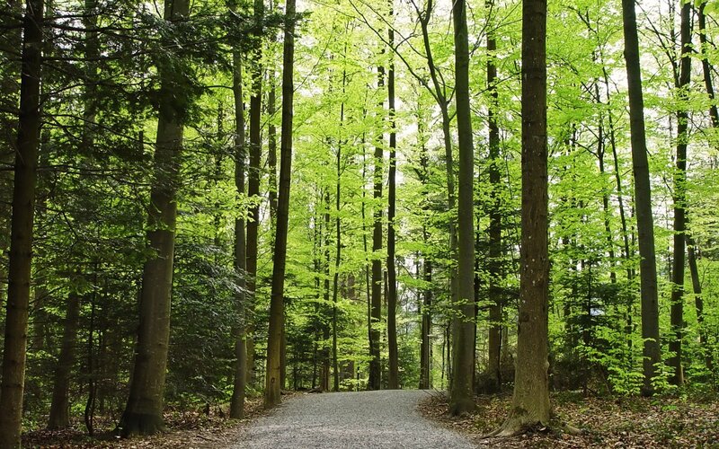 Forest path in spring