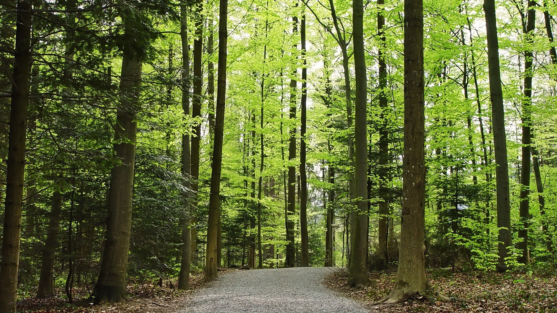 Forest path in spring